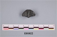 藏品(石燕及其他腕足動物)的圖片